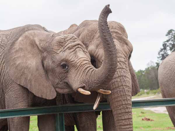 Nằm mơ thấy voi có điềm báo gì, đánh con gì ăn chắc