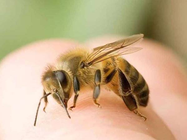 Nằm mơ thấy ong đánh con gì? Điềm báo ý nghĩa giấc mơ