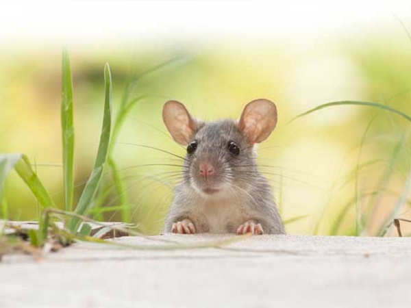 Bị chuột cắn là điềm gì, tốt hay xấu? Đánh con gì chắc ăn?