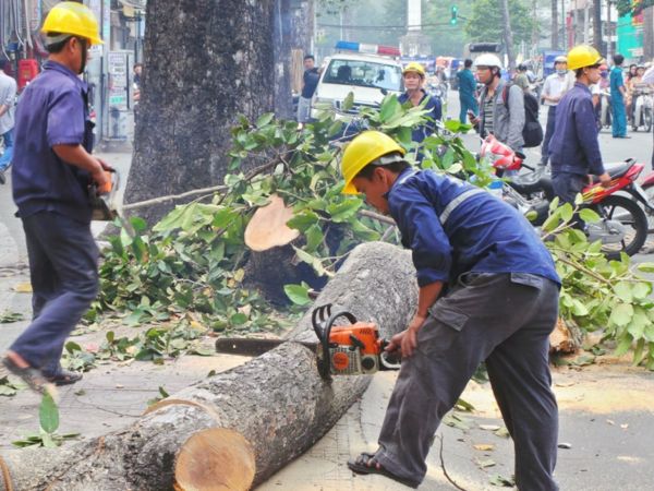 Nhìn thấy chặt cây có ý nghĩa gì, số mấy giúp bạn đổi đời? 