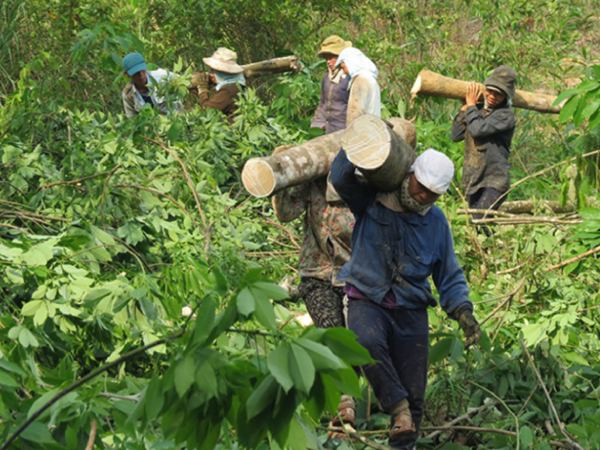 Nhìn thấy chặt cây có ý nghĩa gì, số mấy giúp bạn đổi đời?