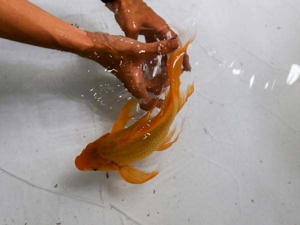 Thấy cá bơi trong nước xuất hiện con số may mắn nào 2