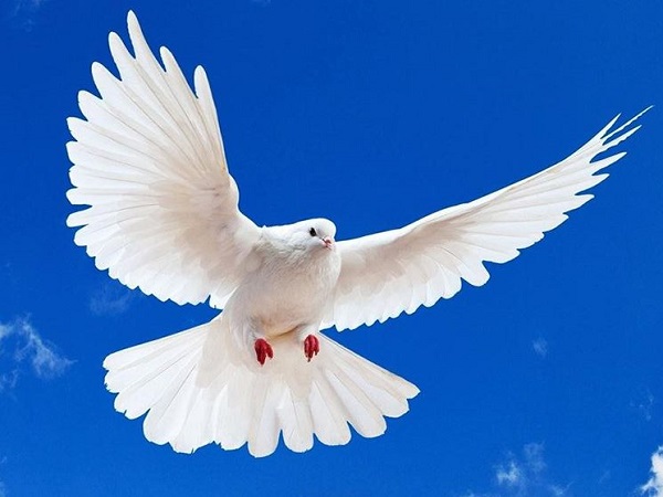 Ý nghĩa của hình ảnh bồ câu trắng