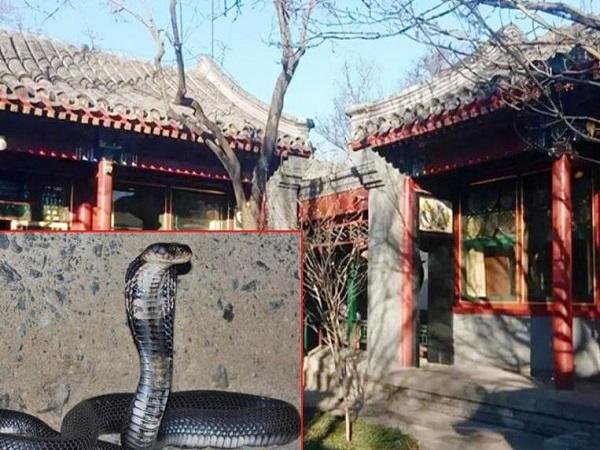 Rắn trong văn hóa tâm linh và phong thủy