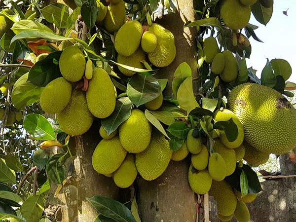 Giải mã thông điệp khi nằm mơ thấy hái quả mít chín