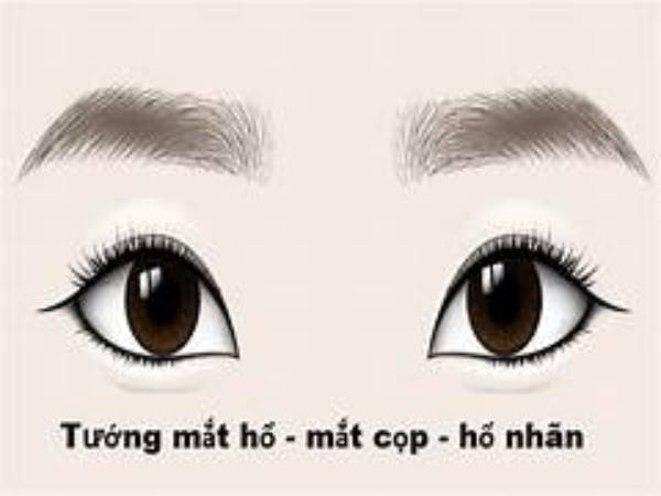 Top 6 tướng mắt quý hiếm thường gặp ở người thành đạt