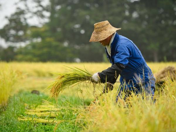 Giải mã mơ thấy gặt lúa: Tài vận và may mắn ra sao?