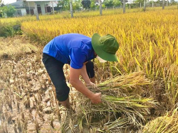 Chiêm bao thấy gặt lúa ngoài đồng rộng lớn