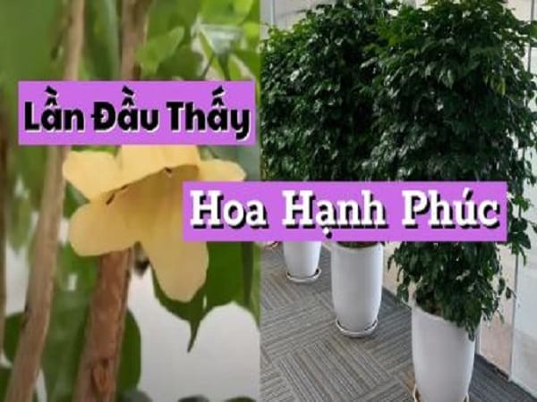Khi cây hạnh phúc nở hoa – nên làm gì?