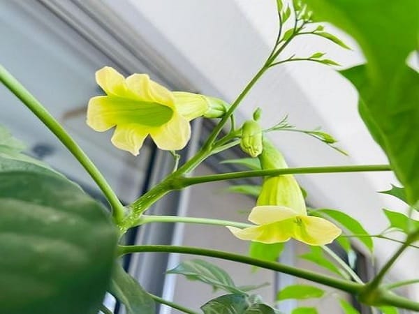 Cây hạnh phúc nở hoa báo hiệu điều gì trong đời sống?