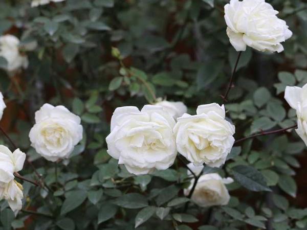 Nằm mơ thấy hoa hồng nở