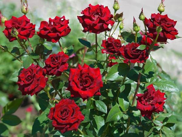 Nằm mơ thấy hoa hồng đỏ