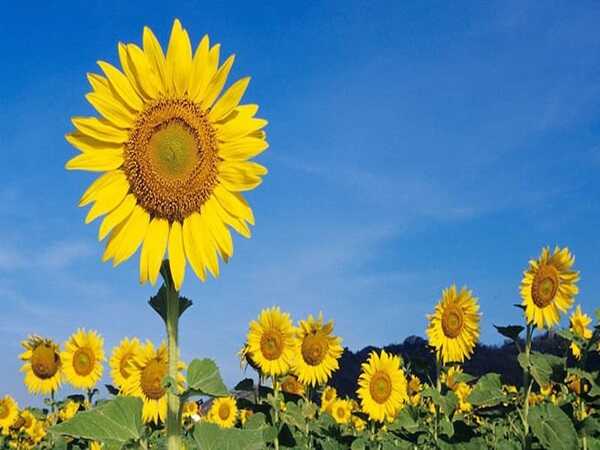 Giải mã ý nghĩa nằm mơ thấy hoa hướng dương có số gì đẹp?