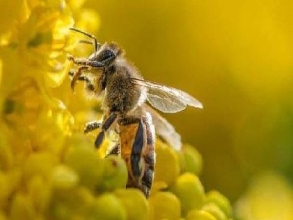 Giải mã chi tiết các giấc mơ thấy ong mật