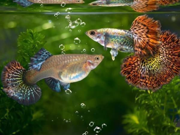 Luận giải ý nghĩa giấc mơ thấy cá cảnh là điềm gì?