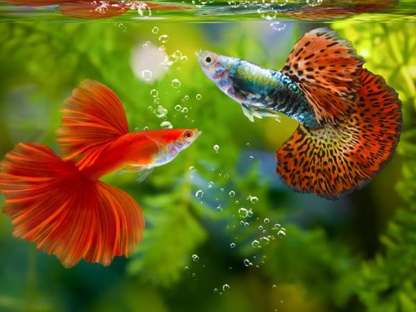 Chiêm bao thấy cá cảnh màu vàng