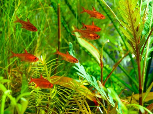 Chiêm bao thấy cá nhỏ màu đen