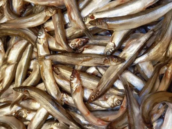 Luận giải ý nghĩa giấc mơ thấy cá nhỏ là điềm tốt hay xấu?