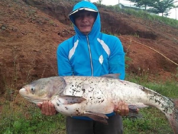 Nằm mơ thấy cá mè nhảy lên bờ