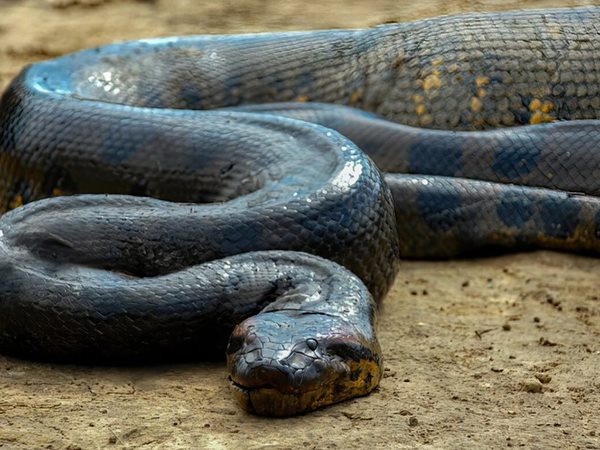 Nằm mơ thấy rắn to là điềm gì, con gì số mấy đổi vận?