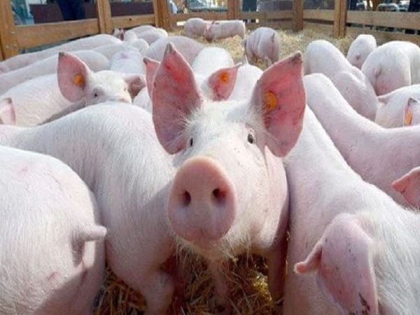 Giải mã từng trường hợp mơ thấy đàn lợn trắng