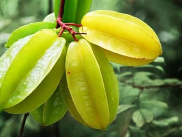 Mơ thấy quả khế có điềm báo gì, tốt hay xấu?