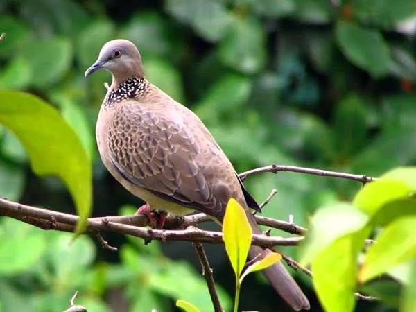 Nằm mơ thấy chim cu gáy là điềm gì, số gì vượng phát?